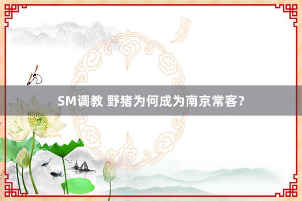 SM调教 野猪为何成为南京常客？