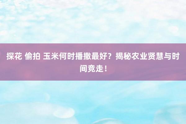 探花 偷拍 玉米何时播撒最好？揭秘农业贤慧与时间竞走！